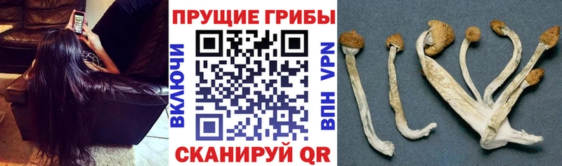 Псилоцибиновые грибы MAGIC MUSHROOMS  Правдинск 